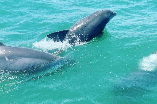 Catamaran Dolphin Cruise in Myrtle Beach with Barrier Island Stop - A Closer Look at the Myrtle Beach Catamaran Dolphin Cruise