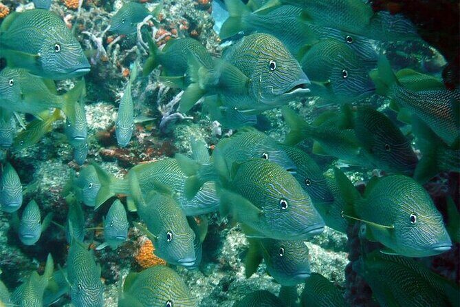 Catamaran Isla Mujeres Drinks and Lunch Party - FAQ