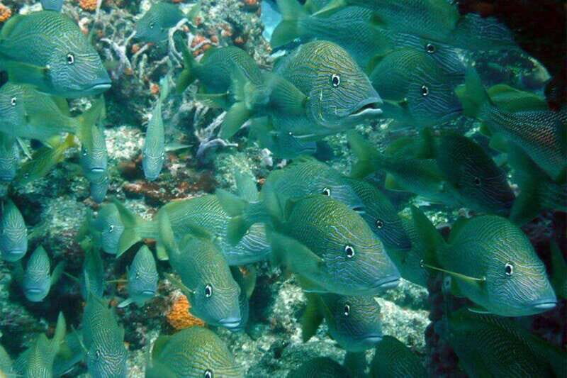 Catamaran party Isla Mujeres with drinks & lunch - Who Will Love This Tour?