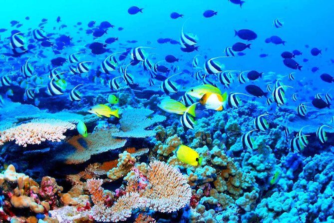 Catamaran Sail and Snorkeling Tour with Open Bar in Puerto Morelos - FAQ