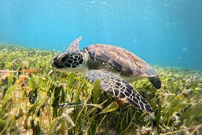 Catamaran Sailing to Isla Mujeres From Cancun - FAQ