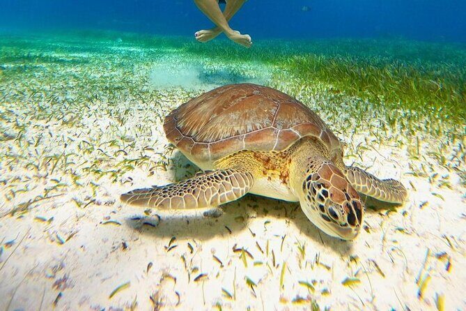 Catamaran Sky Tour in Cozumel - Key Points