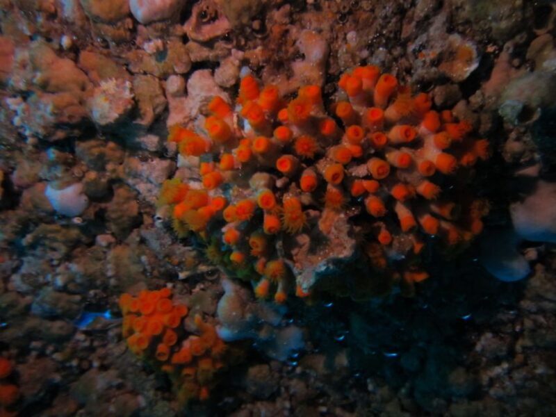 Catania: Gulf Scuba Diving Tour with Marine Biologist - Authentic Feedback from Travelers