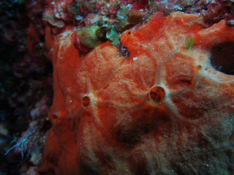 Catania: Gulf Scuba Diving Tour with Marine Biologist - The Bottom Line