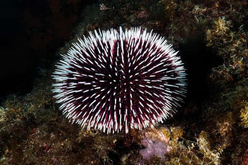 Catania: Scuba Diving Experience - Key Points