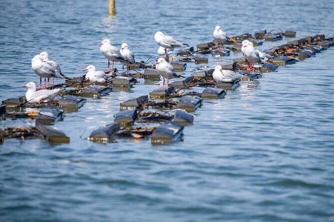 Catch a Crab Tour with Optional Seafood Lunch - Lunch on the Riverbanks