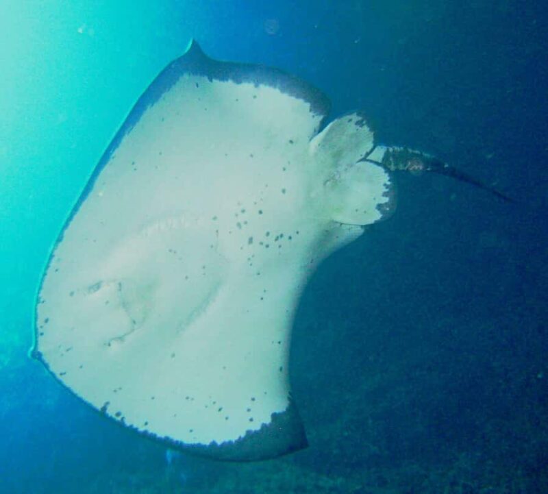 Cathedral Cove Marine Reserve: Snorkeling Boat Trip - Who Is This Tour Best For?