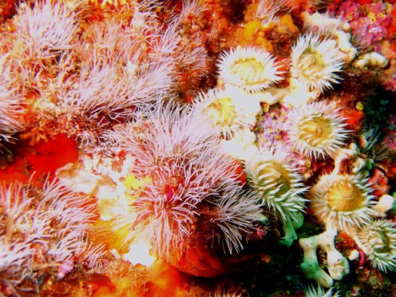 Cathedral Cove Marine Reserve: Snorkeling Boat Trip - FAQs