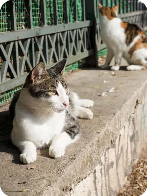 Cats of Athens - Walking Tour - Is This Tour Right for You?