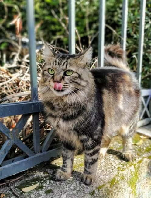 Cats of Athens - Walking Tour - Frequently Asked Questions