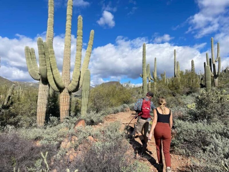 Cave Creek: Private Guided Sonoran Desert Hiking Tour - Exploring the Desert: What to Expect from the Tour
