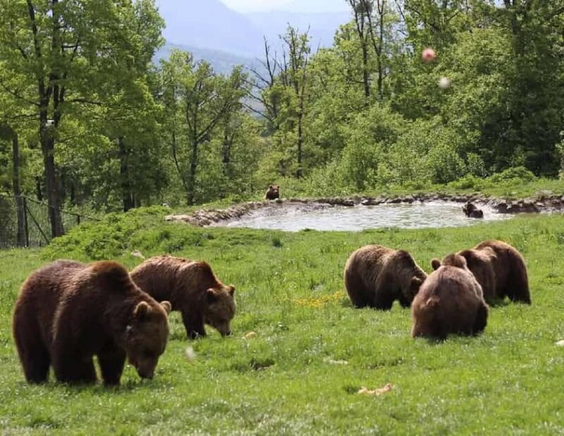 Cave Valley, Rânov Fortress, Bran Castle & Bear Sanctuary - Key Points