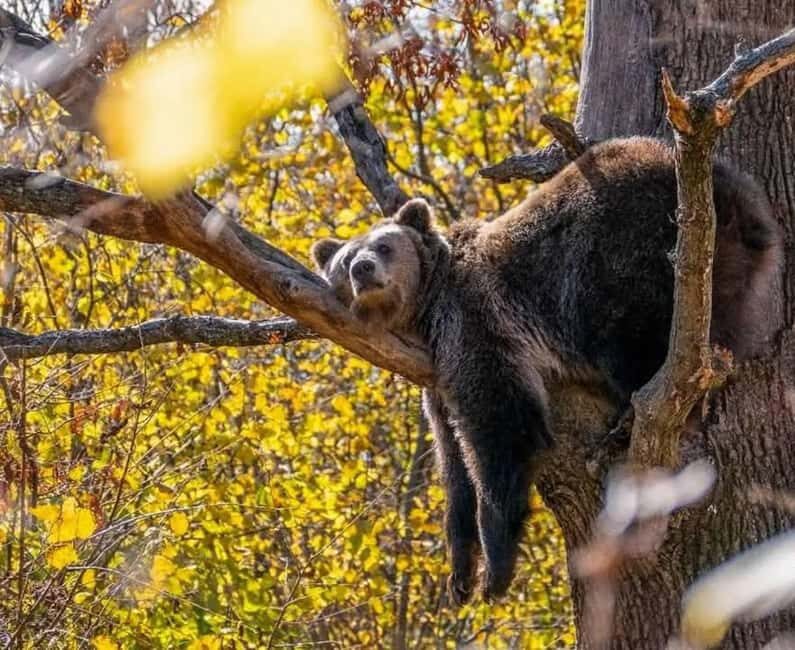 Cave Valley, Rânov Fortress, Bran Castle & Bear Sanctuary - A Deep Dive into the Tour Itinerary