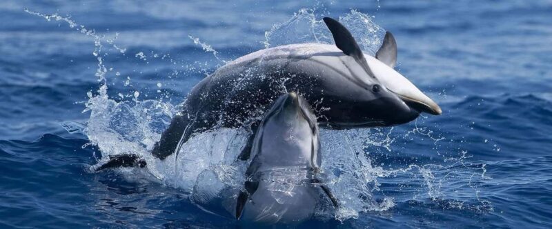 Caves & Dolphins - Combined Trip - What to Expect from the Caves & Dolphins Trip