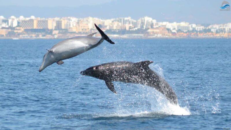 Caves & Dolphins - Combined Trip - FAQs