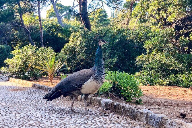 Cavtat/Srebreno: Lokrum Island , Betina Cave & st Jacobs Beach - Frequently Asked Questions