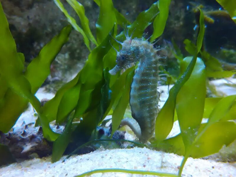 CCVAlgarve Family Ticket | 2 adults + Children - Key Points