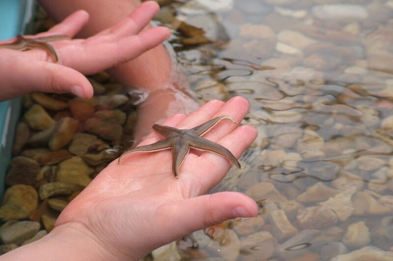 CCVAlgarve Individual Ticket - FAQ