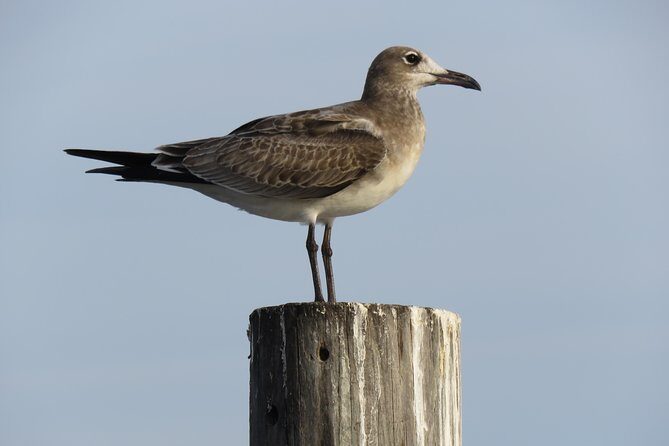 Cedar Key Food Walks - FAQs