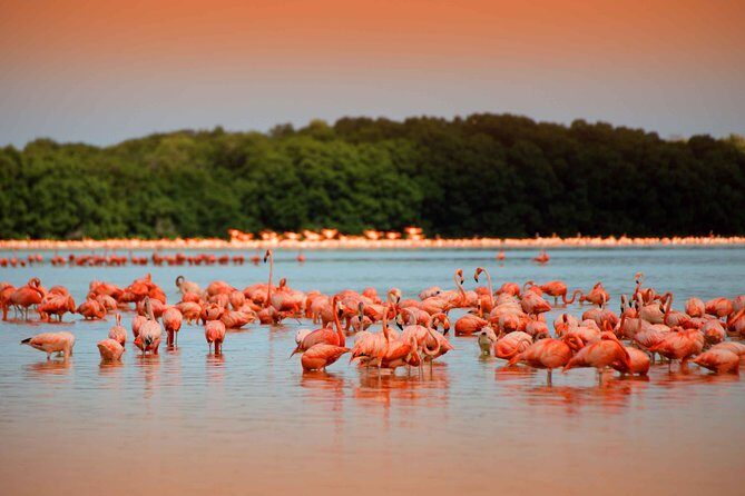 Celestun Biosphere Reserve Tour from Merida - FAQs