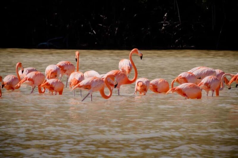 Celestún Flamingos, Beach, and Seafood Tour, leaving from Merida - Practical Tips for the Tour