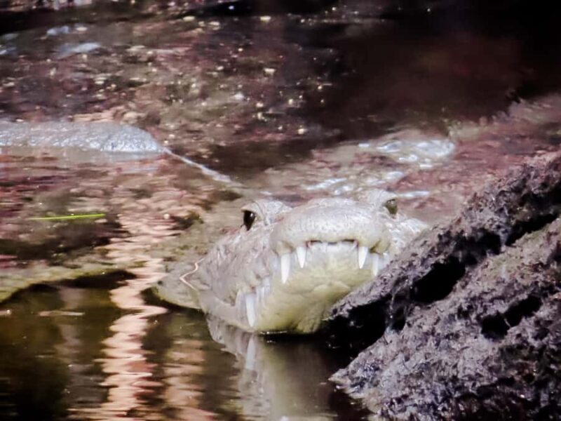 Celestún Flamingos, Beach, and Seafood Tour, leaving from Merida - Final Thoughts