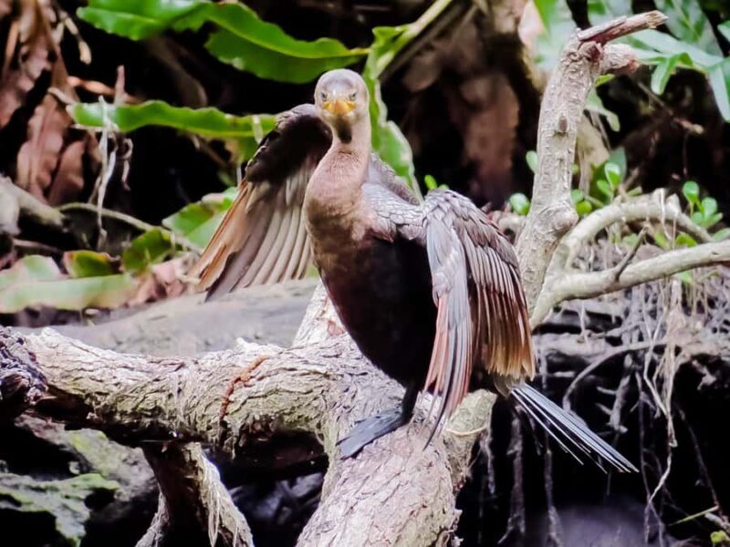 Celestún Flamingos, Beach, and Seafood Tour, leaving from Merida - FAQ