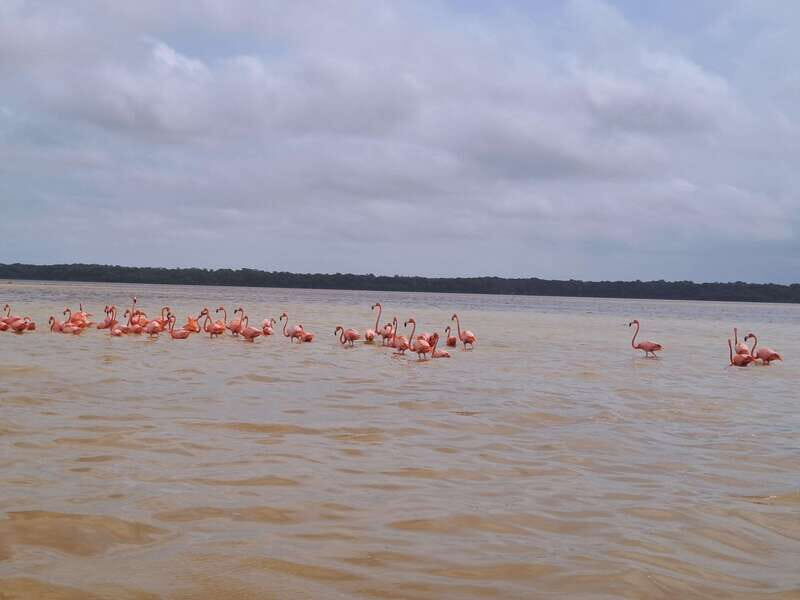 Celestun + Lunch, Boat Ride & beach time. - Key Points