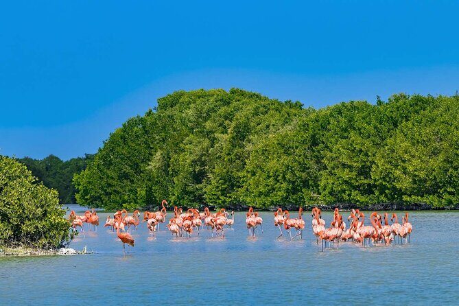 Celestun mangrove boat tour from Mérida - An In-Depth Look at the Celestún Mangrove Boat Tour