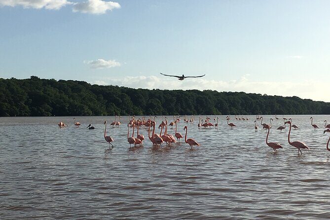 Celestun mangrove boat tour from Mérida - Frequently Asked Questions