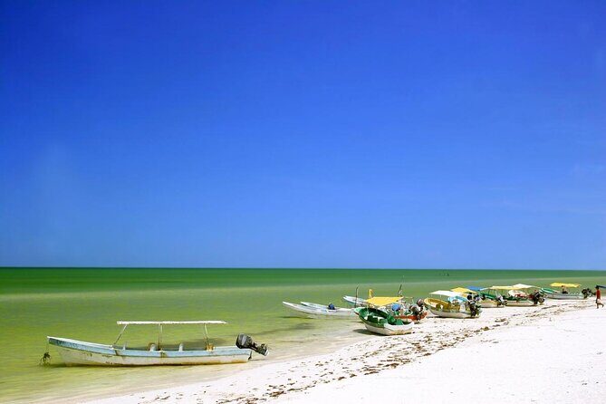 Celestun Nature Reserve Flamingo Tour-Boat to Flamingo Paradise from Merida - Key Points