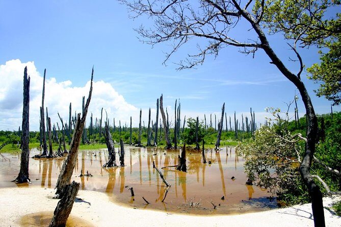 Celestun Nature Reserve Flamingo Tour-Boat to Flamingo Paradise from Merida - Discovering the Celestún Nature Reserve