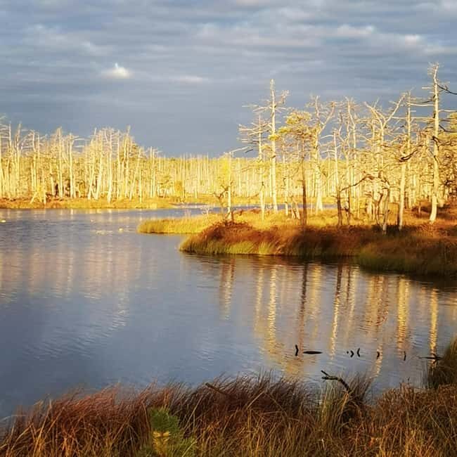 Cenas Bog trail near Riga for Nature lovers - Exploring Latvia’s Cenas Bog: An Honest Look