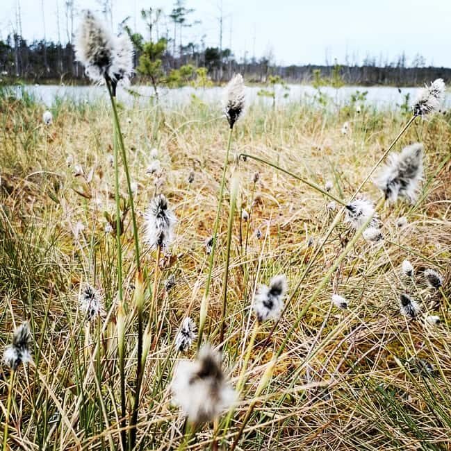 Cenas Bog trail near Riga for Nature lovers - The value of the experience