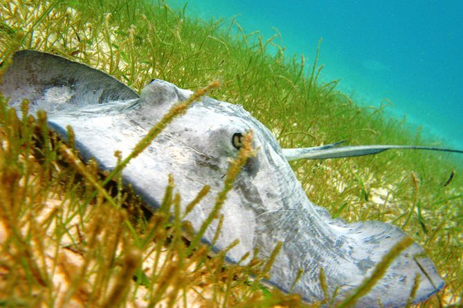 Cenote and Akumal Snorkel - Key Points