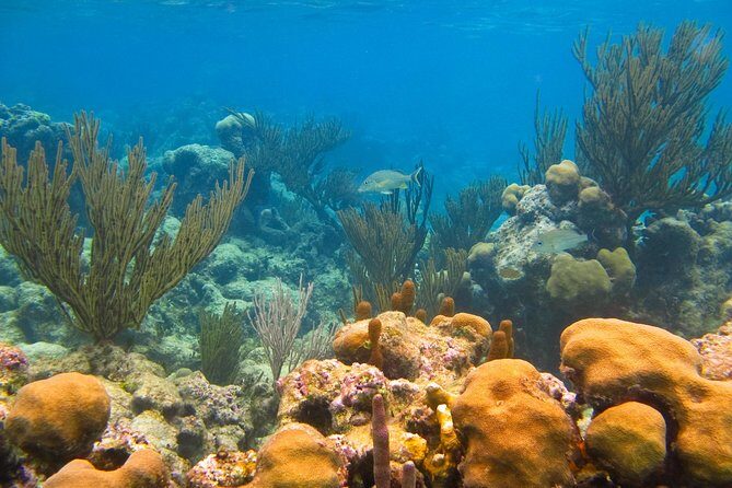 Cenote and Akumal Snorkel - The Logistics