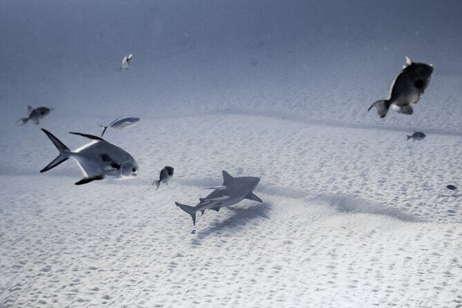 Cenote Diving in Tulum A Thrilling Adventure for Certificates - Authentic Experiences That Come Highly Rated