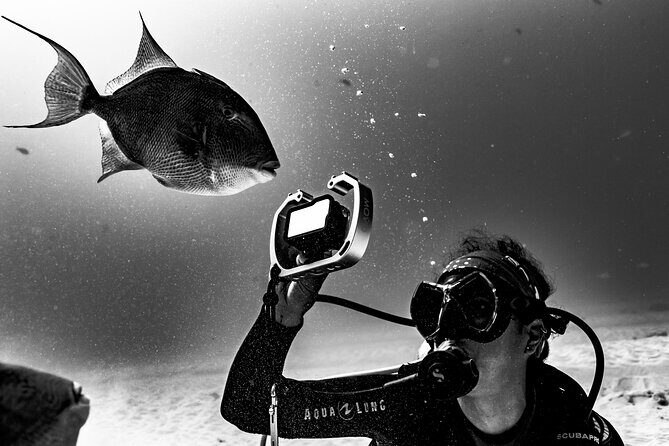 Cenote Diving in Tulum A Thrilling Adventure for Certificates - Who is This Tour Best For?