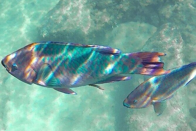 Cenote; Snorkeling and Photos with Colorful Fish - Who Is This Tour Best For?