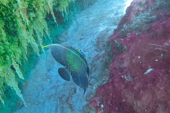 Cenote; Snorkeling and Photos with Colorful Fish - The Sum Up