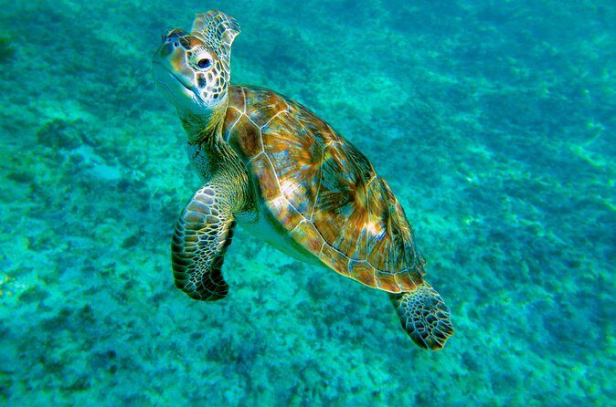 Cenote Turtle and Beach Club Full Day Tour - Who Should Consider This Tour?