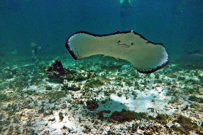 Cenote & Turtles Swim Tour! Reef Adventure from Playa del Carmen - Final Thoughts