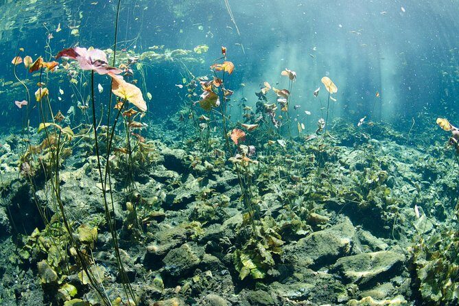 Cenotes Taak Bi Ha & Nicte Ha  VIP Snorkeling Private Tour - The Final Word