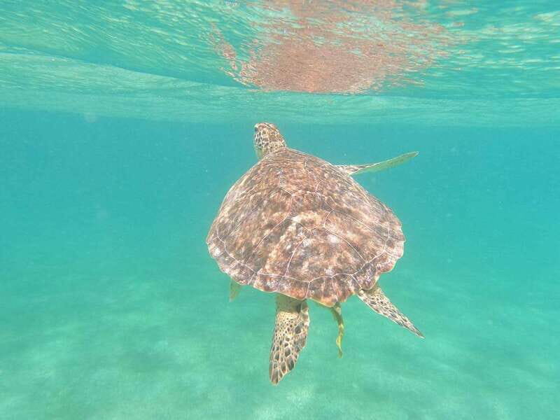 CENOTES TULUM/AKUMAL: 4 Cenotes in Mayan community and snorkeling with turtles - FAQ