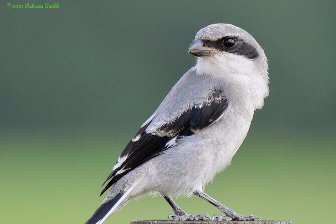 Central Florida Half-Day Private Birding Activity - 2 person max - Who Will Love This Tour?