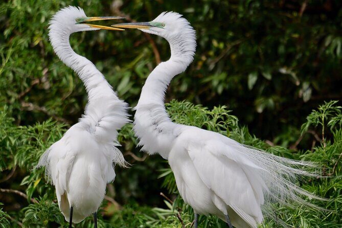 Central Florida Half-Day Private Birding Activity - 2 person max - Final Thoughts