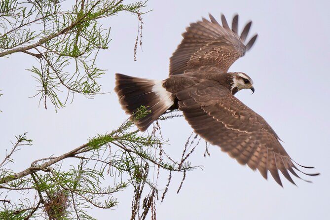 Central Florida Half-Day Private Birding Activity - 2 person max - FAQ
