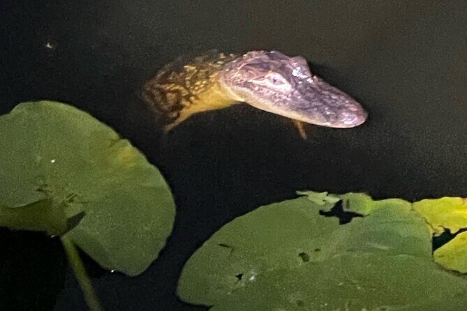 CENTRAL FLORIDAS BEST PRICED eco-friendly airboat rides - Practical Details & Tips