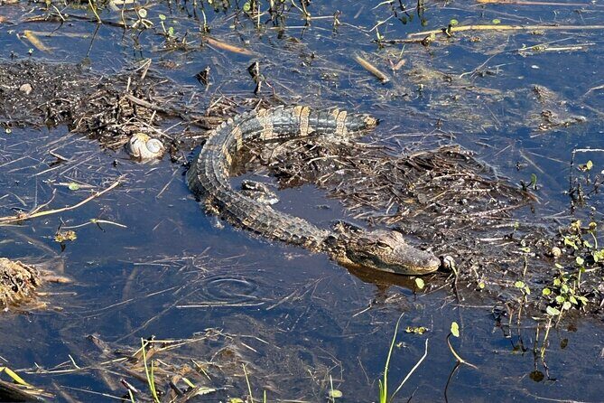 CENTRAL FLORIDAS BEST PRICED eco-friendly airboat rides - Final Thoughts: Who Will Love This Tour?