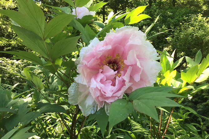 Central Park Guided Walking Tour - FAQ About the Central Park Guided Walking Tour